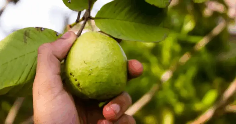 I sorprendenti benefici delle foglie di guava: guida completa e naturale
