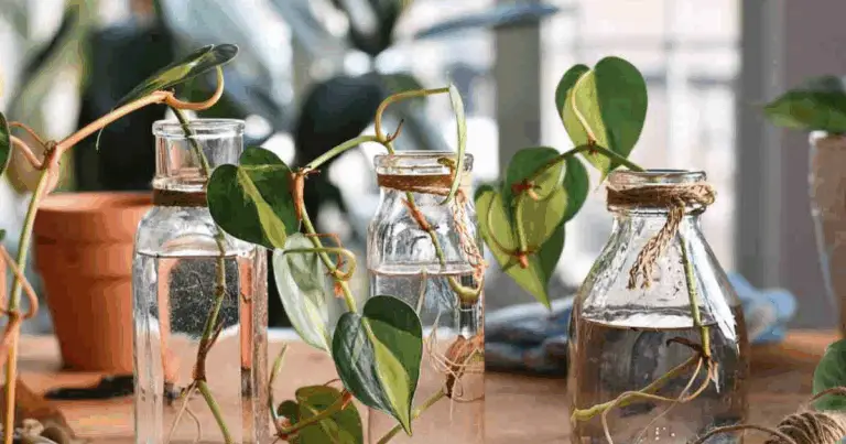 Coltivare Erbe Aromatiche e Piante in Acqua: Guida Completa Senza Suolo