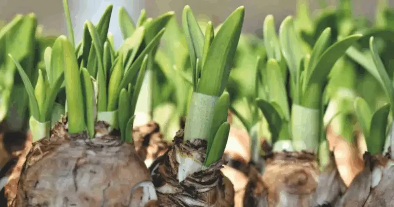 Crescita perfetta nel giardino: come piantare bulbi, verdure e frutta alla profondità giusta