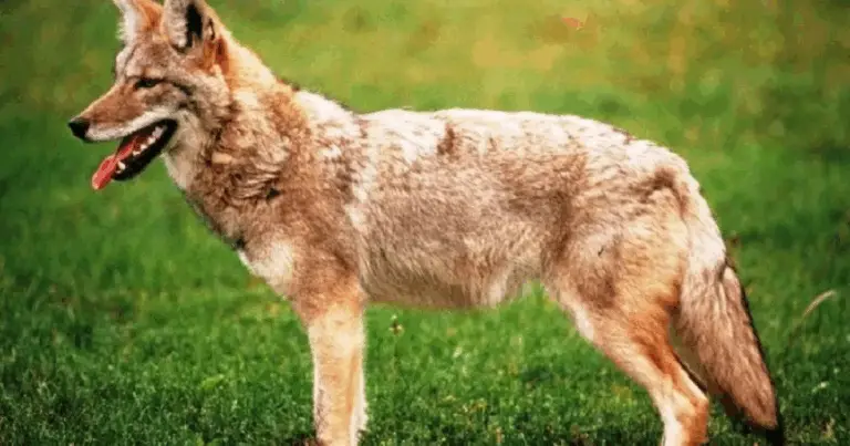 Ibridi Canini Straordinari: Scopri le Razze Wolf‑Dog più Affascinanti e Come Prendersene Cura