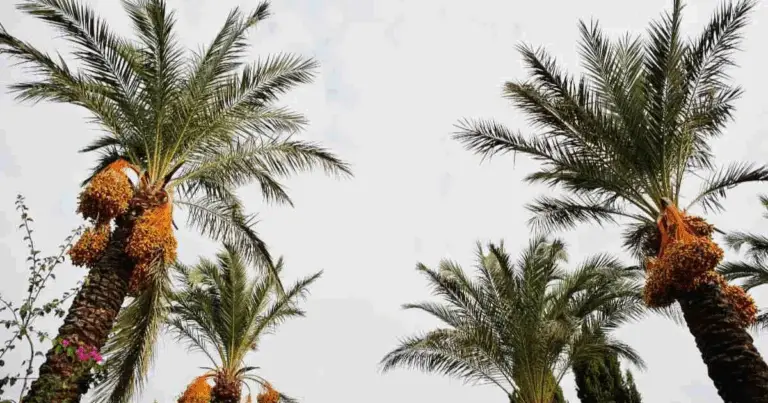 Coltivare una palma da dattero da seme: guida pratica e completa 🌴