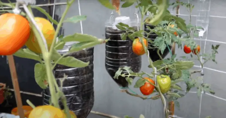 Come Ottenere 20 kg di Pomodori da Una Sola Pianta: Il Segreto Naturale del Latte 🌿