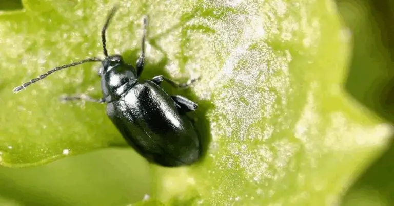 Addio Parassiti! 🌿 Come Preparare uno Spray Naturale che Elimina 4 Insetti in una Sola Mossa