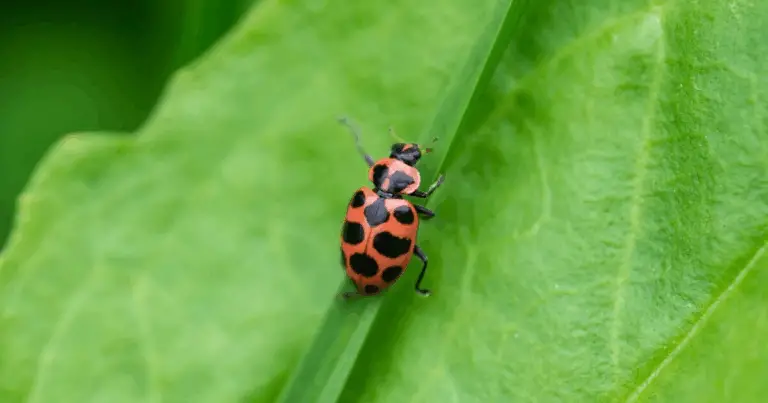 Guida completa alle mariquitas del Nord America: alleate naturali nel tuo giardino 🐞