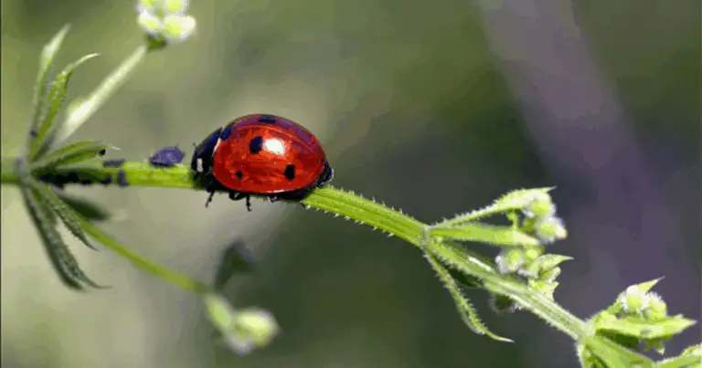 Coccinella a 7 Punti: Scopri il Ciclo di Vita della Tua Alleata Verde 🌿🐞