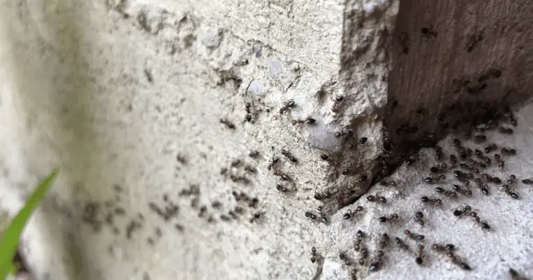 Spray Naturale Fai‑da‑Te per Formiche e Scarafaggi che Funziona Davvero 🪲