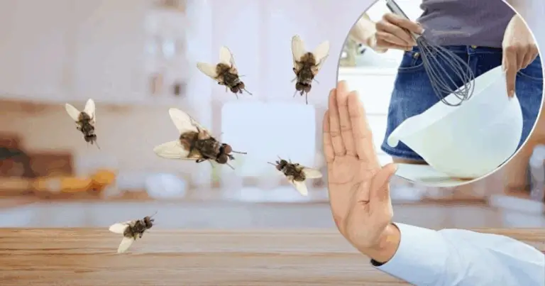 Missione “Addio Mosche”: la Trappola Fai‑da‑Te Definitiva per il 2025 🪰