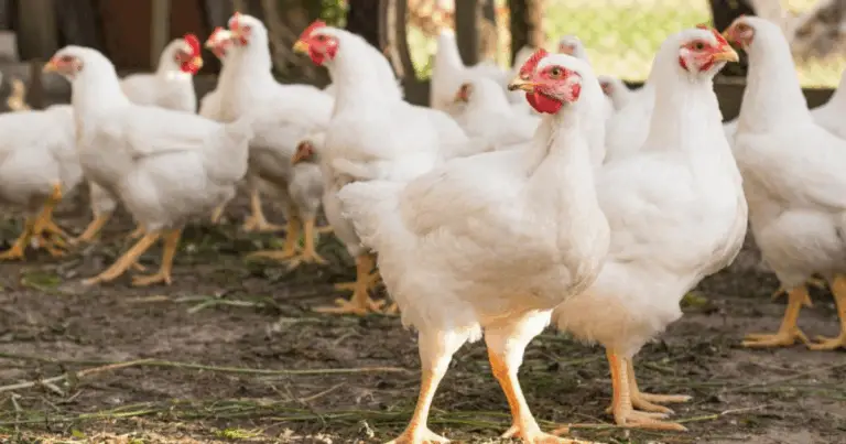 Bagno di Cenere per Galline: guida completa al benessere naturale
