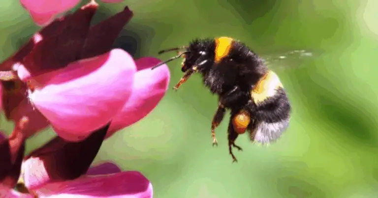 Bee Aware! 🐝 Capire la differenza tra Api, Bombi e Vespe (e quando preoccuparsi davvero)”