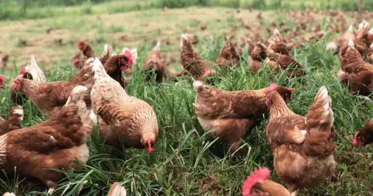 Foglie di Banano per Galline Felici e Sane 🍌🐔 Guida Completa 2025