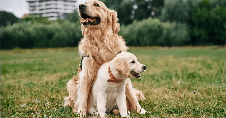 Scopri il linguaggio segreto del tuo cane: come interpretare emozioni e segnali corporei 🐾