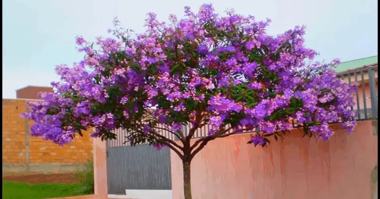 Alberi ideali per marciapiede: guida completa per scegliere e piantare con successo”