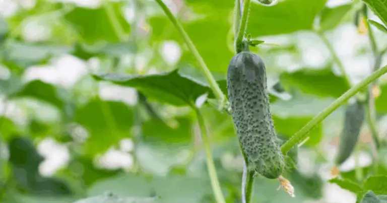 Calendario di Semina Ortaggi: guida definitiva per un orto sano e produttivo 🍅🥒