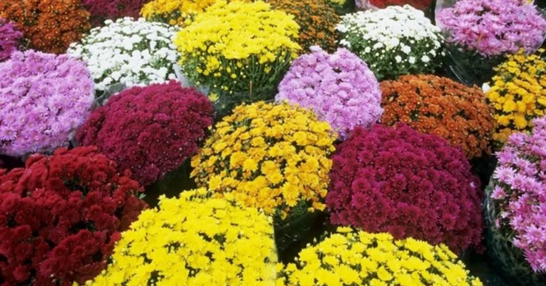 Bicarbonato Magico: 11 Piante da Fiore che Lo Adorano per Fioriture Esplosive!