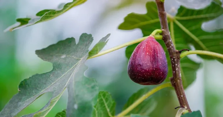 Alberi da frutto che puoi coltivare da talee