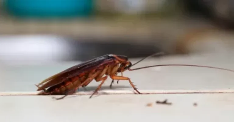 Spray fatto in casa contro scarafaggi e formiche che funziona davvero