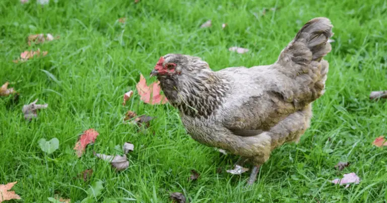 Galline Silenziose: Le Migliori Razze per un Pollaio Tranquillo e Sereno