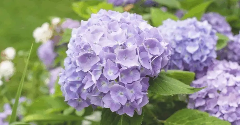 Ortensie al Massimo Splendore: 9 Piante da Abbinare per un Giardino da Sogno