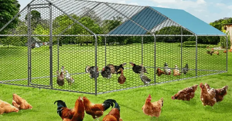 Idee Creative per Trasformare il Tuo Pollaio: Soluzioni Fai-da-Te per il Benessere delle Galline 🐔🌿