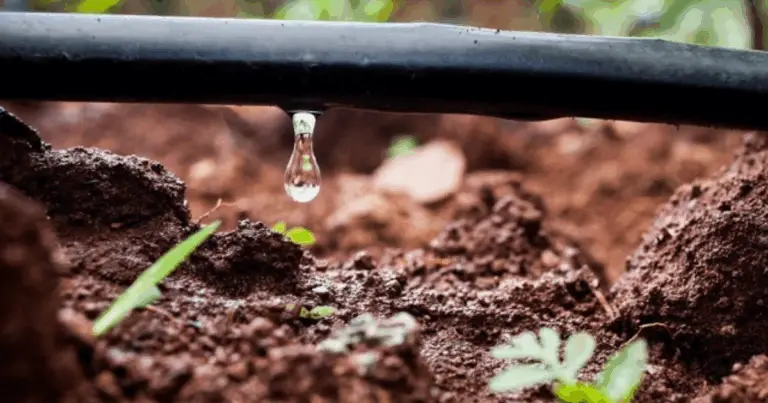 Irrigazione a Goccia Fai-da-Te: Guida Completa per Risparmiare Acqua e Nutrire al Meglio le Tue Piante