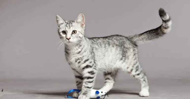 🐾 Il Linguaggio della Coda del Gatto: Come Interpretare i Suoi Movimenti