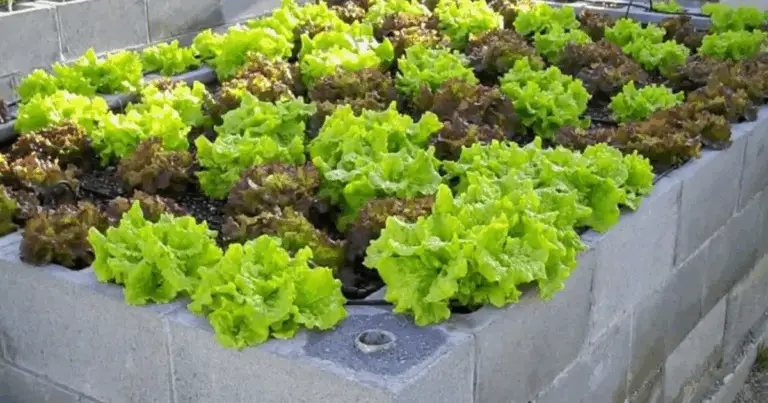 Come Creare una Horta Elevata con Blocchi di Cemento: Soluzione Pratica e Sostenibile per il Tuo Giardino