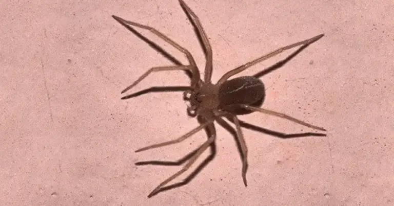 Ragni Velenosi in Italia: Guida Completa tra Realtà, Sintomi e Prevenzione