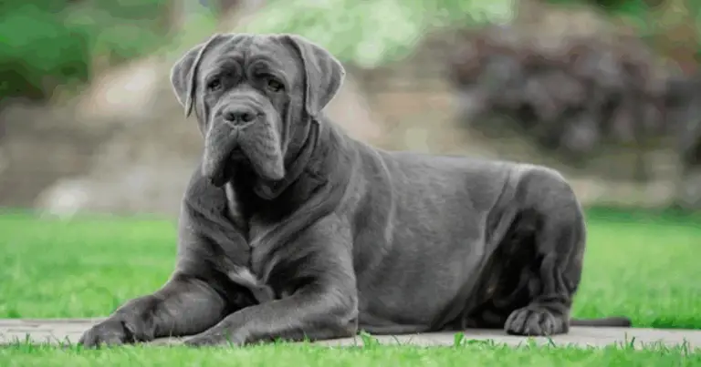 Scopri le Razze Canine Italiane: Guida Completa, Cura, Suggerimenti e FAQ”