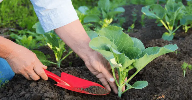 Ortaggi da coltivare ad agosto in Italia: guida definitiva ai semi, trapianti e tecniche vincenti