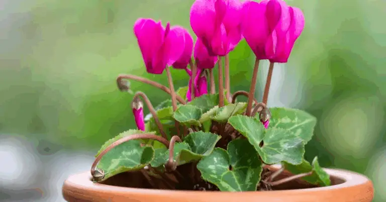 I Migliori Fiori da Piantare in Autunno e Inverno