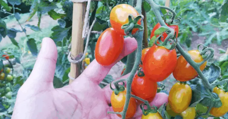 Pianificare l’Orto ad Agosto in Italia: Guida Completa (2025)