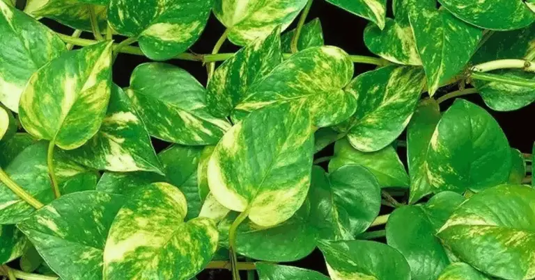 Piante indispensabili in ogni casa italiana: bellezza, aroma e benessere