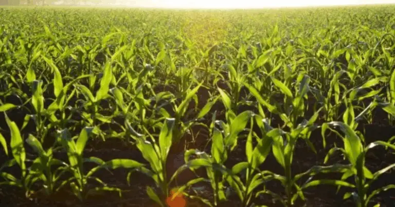 10 Segreti Agricoli Italiani che solo i contadini conoscono