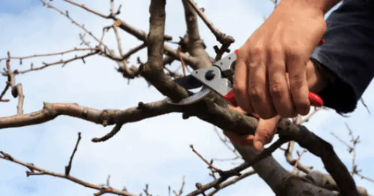 🌳 Alberi da Potare Attualmente in Italia: Guida Pratica per il Mese di Agosto