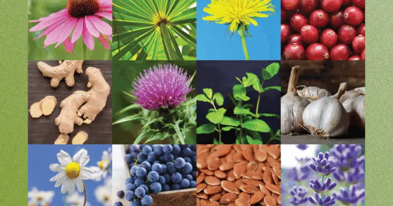 L’armadietto delle erbe essenziali: guida completa ai rimedi naturali per il benessere