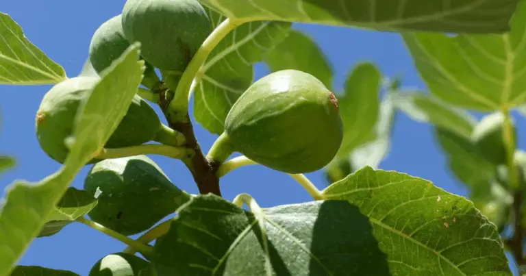 Come Potare gli Alberi da Frutta ad Agosto: Guida Completa