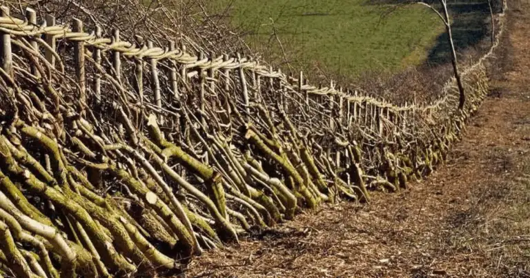 Siepe morta: guida completa per creare una barriera naturale e biodiversa
