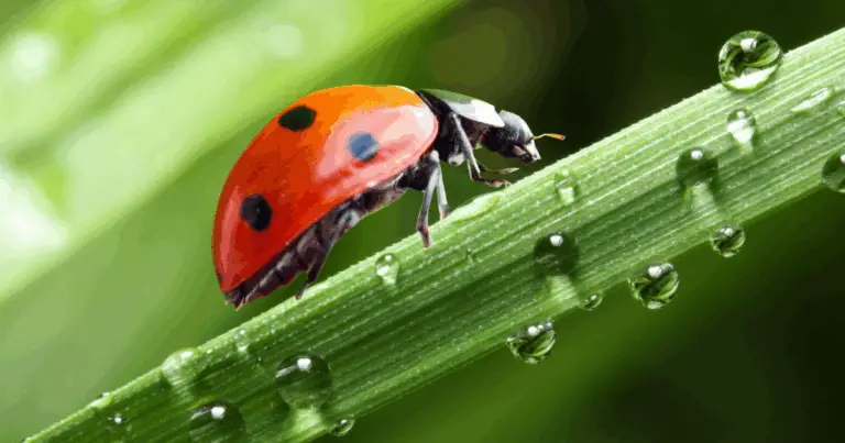 Il ciclo della vita della coccinella: guida completa e originalissima 🐞