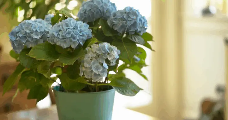 Ortensie più belle e fioriture abbondanti: la guida completa alla potatura