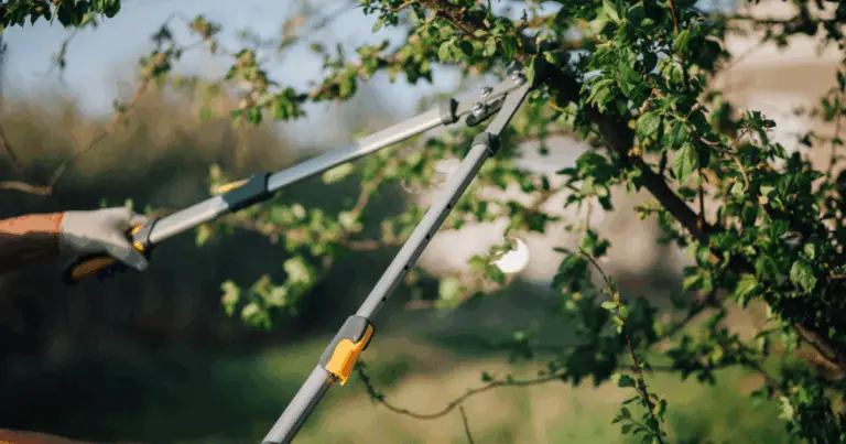 Potatura alberi da frutto: guida definitiva 2025 per regali raccolti ogni anno 🌳🍎