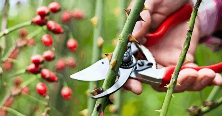 Come e Quando Potare un Cespuglio di Rose per una Fioritura Spettacolare 🌹 Guida Completa 2025