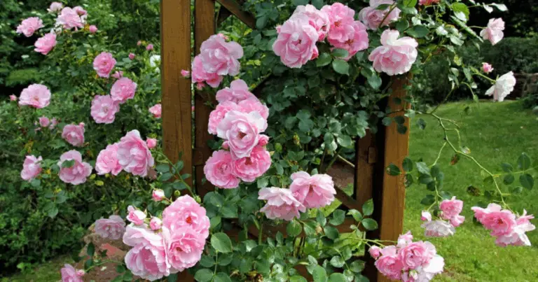 L’arte della potatura delle rose: guida definitiva per appassionati di giardinaggio