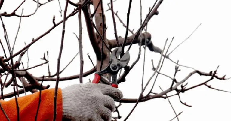 Guida completa alla potatura del melo (Apfelbaumschnitt)