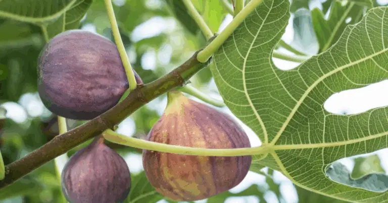 Guida completa alla crescita e potatura del fico: consigli passo dopo passo