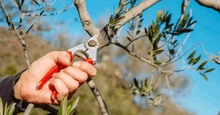 🌿 Come potare l’ulivo ad agosto senza rovinarlo – Guida illustrata