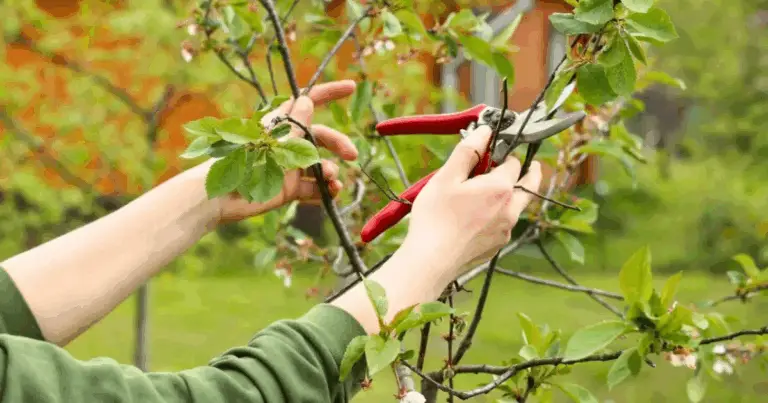 Potatura mirata per viti e alberi: guida completa per cura, forma e produttività