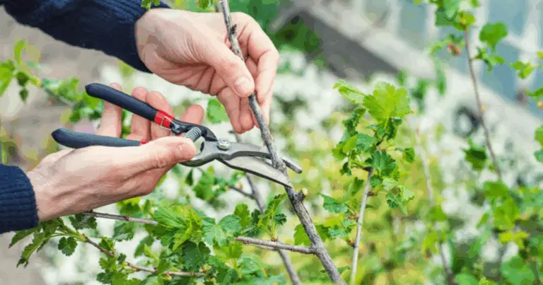 Le 7 piante da potare ad agosto in Italia (con foto e consigli pratici)