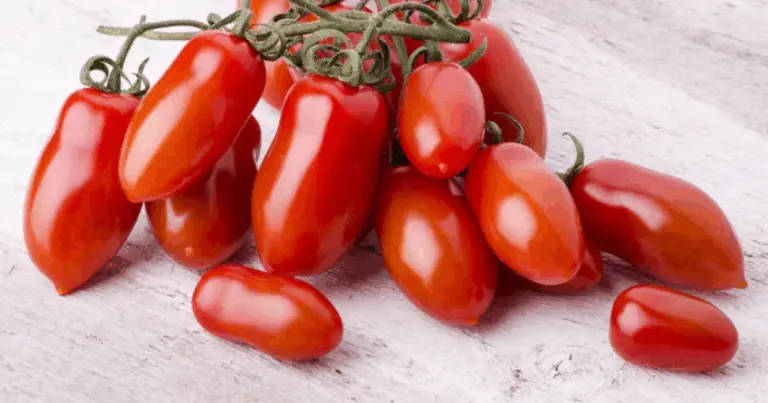 Tipi di Pomodori Popolari in Italia: Guida Completa con Usi e Tempi di Crescita