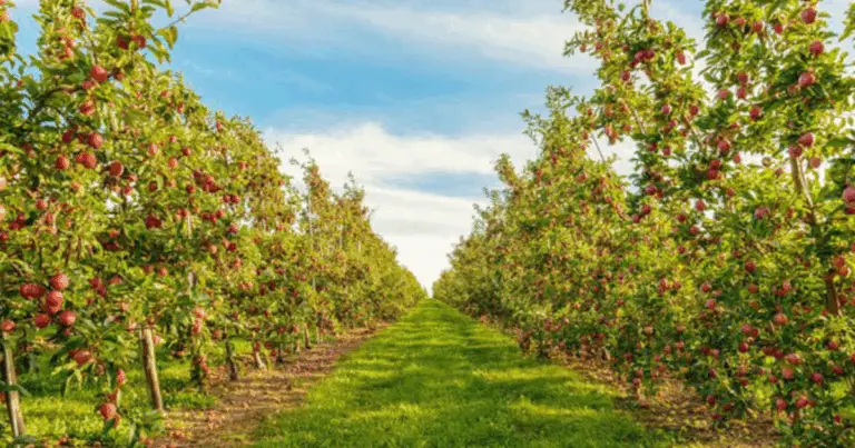 La potatura verde: il metodo naturale per piante più sane