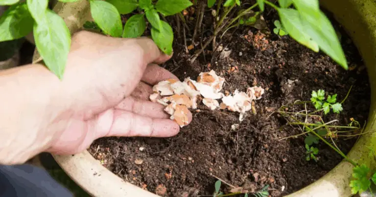 Fertilizzanti naturali in casa: i 10 migliori che hai già nella tua cucina! 🌿🍌🥚